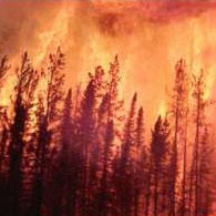 Πρόγραμμα «Forest Watch» (Ν. ΠΕΝΤΕΛΗ)