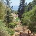 Περιορισμός κοπής δέντρων