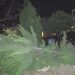 Κοπή δένδρου στην πλ. Κασταλίας