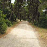 Πίτα για τους Φίλους του Συγγρού