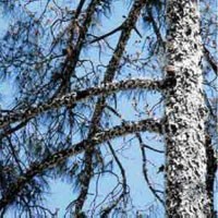 Η Επιτροπή Δασών για τη βαμβακίαση  (ΠΕΥΚΗ)