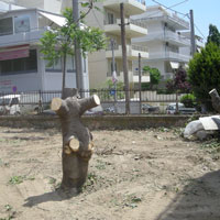 «Κασταλία»: Κοπή δένδρων