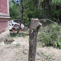 Καταγγελία για κοπή δένδρων