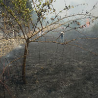 Οικολόγοι-Πράσινοι για τις φωτιές