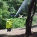 Βαμβακίαση: Καθαρισμοί πεύκων  (ΜΕΛΙΣΣΙΑ)