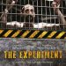 «Το πείραμα»/DVD