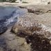 Συμβουλευτείτε τα φύκη…