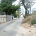 Αγανάκτηση για το Πεύκο Πολίτη