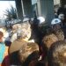 Ένταση για τα μάτια του… Φούχτελ