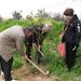 Δεντροφύτευση στο Ψαλίδι