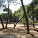 Οπισθοχώρηση στη δενδροφύτευση