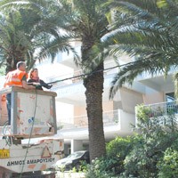 Αγώνας για τα φοινικόδενδρα