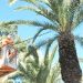Καταπολέμηση κόκκινου σκαθαριού