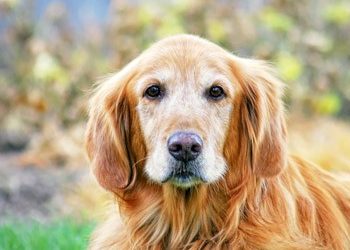 Αδέσποτα: Μην τους γυρνάμε την πλάτη