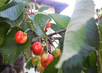 Ενα κείμενο για το Χαλάνδρι που με συγκίνησε