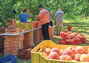 Διανομή ροδάκινων στον Δήμο Πεντέλης