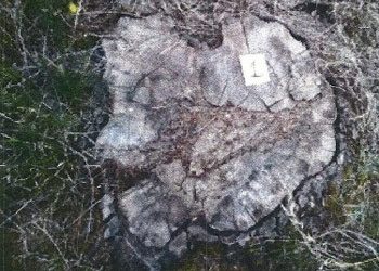 Οικολογικό έγκλημα στην Εκάλη