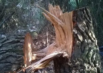 Μαζί με τα καμένα, κόβουν και τα χλωρά