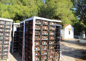 Δωρεάν ροδάκινα διένειμε ο Δήμος Πεντέλης