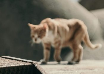 Δημοτική Αρχή: «Υπερασπιζόμαστε την ευζωία των αδέσποτων ζώων»