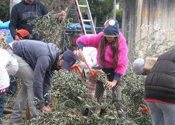 Εθελοντικό μάζεμα ελιάς