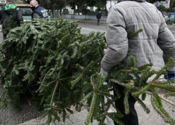 O Δήμος αξιοποιεί τα χριστουγεννιάτικα δέντρα