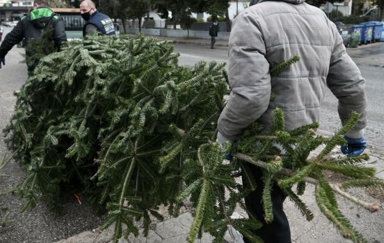 O Δήμος αξιοποιεί τα χριστουγεννιάτικα δέντρα