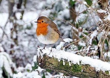 Χριστούγεννα με τον Κοκκινολαίμη