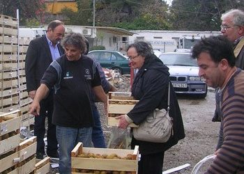 Διανεμήθηκαν 20,6 τόνοι ακτινίδια