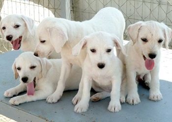 Χαρίστε στέγη σε άστεγα κουταβάκια!