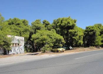 Προκαταρκτική εξέταση για την κοπή πεύκων