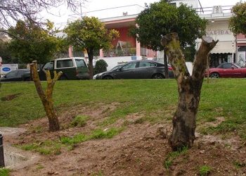14 ελαιόδεντρα από την ΕΡΓΟΣΕ στον δήμο
