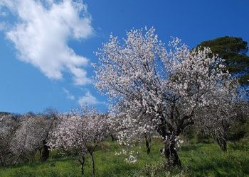 Πιάνω κουβέντα με μια αμυγδαλιά
