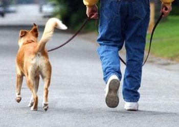 Πευκάκια: Χώρος για κατοικίδια