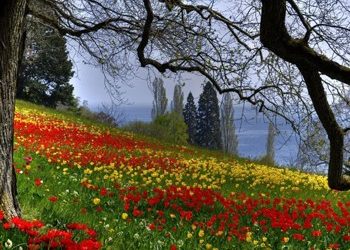 Το πράσινο και τα λουλούδια στη ζωή