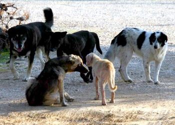 Παγκόσμια Ημέρα Αδέσποτων Ζώων