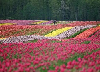 Η ιστορία ενός λουλουδιού