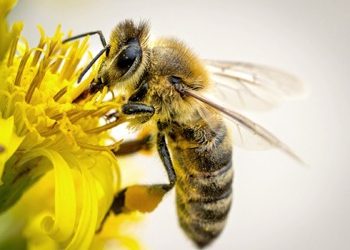 Μύγα ή μέλισσα;