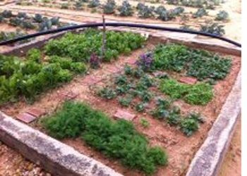 «Παράταση για το δημοτικό λαχανόκηπο»