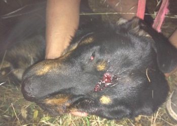 Τα πυροβόλησαν εξ επαφής!