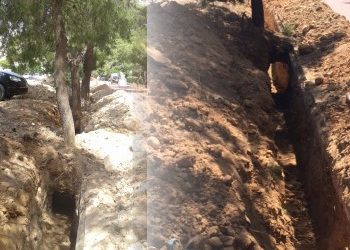 Τα «πληγωμένα» δέντρα της οδού Δαγκλή