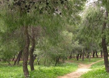 Αμιγώς δασική έκταση το Μορέλλα