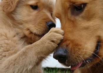 Μέριμνα για τα αδέσποτα