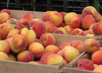 2η δωρεάν διανομή ροδακίνων