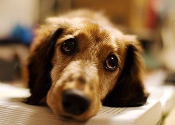 Εκδήλωση για την παγκόσμια ημέρα των ζώων