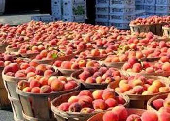 Διανομή ροδάκινων από το Δήμο