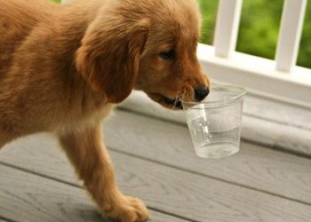 15.000 ευρώ για τα αδέσποτα