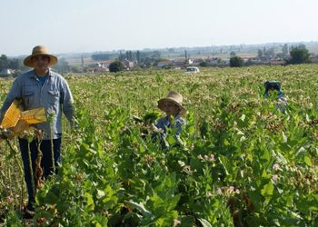 Ένα φίδι που αγαπήθηκε