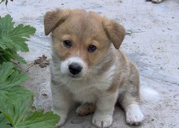 Χορηγία Ημερίδας από την Kosmocar – Volkswagen