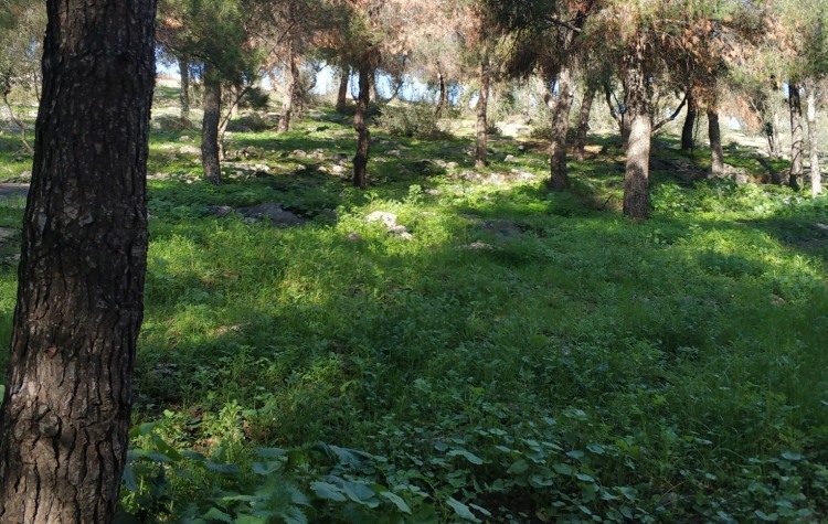 Σύλλογος Τσακού: «Υπάρχουν αποτελεσματικοί τρόποι πυροπροστασίας»